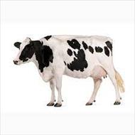 تحقیق طرح کسب و کار گاو داری شیری پنجاه راسی