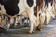 تحقیق بیماری های متابولیکی گاو شیری