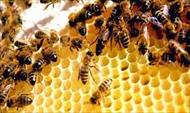 پاورپوینت الگوریتم زنبور عسل